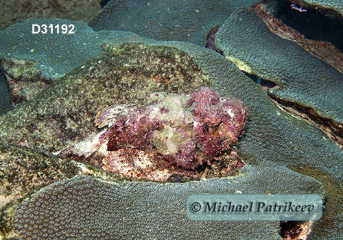 Spotted Scorpionfish (Scorpaena plumieri)